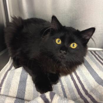 Zeke -  Domestic Medium Hair Cat for Adoption in Los Angeles, California - Zeke | PetCurious
