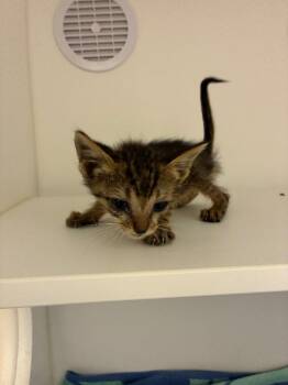 Earl -  Domestic Short Hair Cat for Adoption in Oxford, North Carolina - Earl | PetCurious