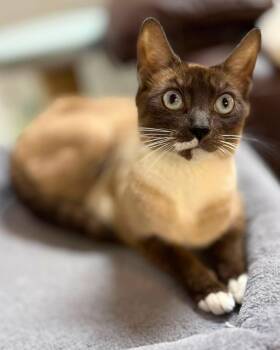 Princess Diana - Sweet and affectionate -  Siamese Cat Available for Adoption in Muskego, Wisconsin - Princess Diana - Sweet And Affectionate | PetCurious