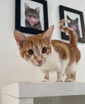 Rescue Domestic Short Hair Cats for Adoption in Chicago, Illinois - Diet Coke | PetCurious
