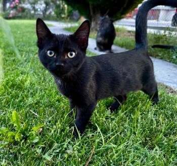 Robin -  Domestic Short Hair Cat for Adoption in Pasco, Washington - Robin | PetCurious