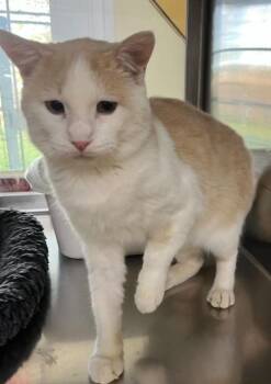 King -  Domestic Short Hair Cat for Adoption in Minneapolis, Minnesota - King | PetCurious