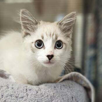 Macchiato -  Domestic Medium Hair Cat for Adoption in Lynchburg, Virginia - Macchiato | PetCurious