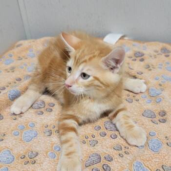 Theo -  Domestic Short Hair Cat for Adoption in Tampa, Florida - Theo | PetCurious