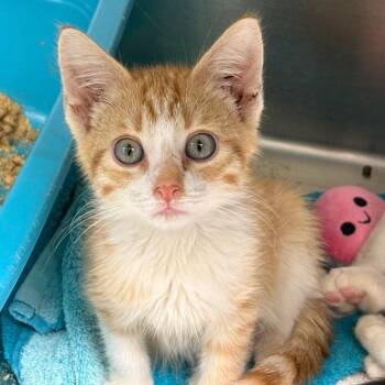 Forest Gumo KFA Imogen kitten 1 -  Domestic Short Hair Cat for Adoption in Leander, Texas - Forest Gumo KFA Imogen Kitten 1 | PetCurious