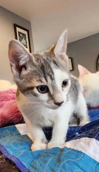 Karma -  Domestic Short Hair Cat for Adoption in Berwick, Pennsylvania - Karma | PetCurious