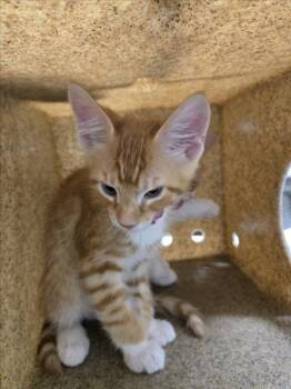 CREAMSICLE -  Domestic Short Hair Cat for Adoption in Derwood, Maryland - CREAMSICLE | PetCurious