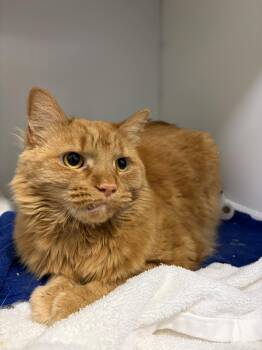 Domestic Long Hair Cats Available for Adoption in Delson, Quebec - Fluffy | PetCurious