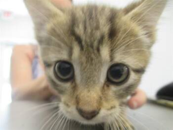 A382697 -  Domestic Short Hair Cat for Adoption in Ocala, Florida - A382697 | PetCurious