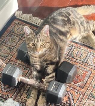 Rescue Domestic Short Hair Cats for Adoption in Calgary, Alberta - Phoenix | PetCurious