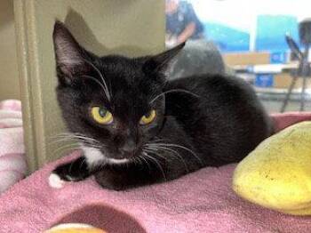 Tuxedo and Domestic Short Hair Cats Available for Adoption in Fayetteville, Georgia - Sally | PetCurious