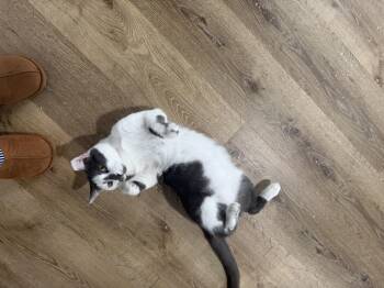 Armando -  Domestic Short Hair Cat for Adoption in Charlotte, North Carolina - Armando | PetCurious