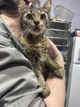 Symphony -  Domestic Short Hair Cat for Adoption in Ferndale, Michigan - Symphony | PetCurious