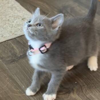 Domestic Short Hair Cats Available for Adoption in Pasco, Washington - Phoenix | PetCurious