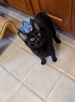 Domestic Short Hair Cats Available for Adoption - Stormy | PetCurious