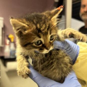 Mig -  Domestic Short Hair Cat for Adoption in Salt Lake City, Utah - Mig | PetCurious