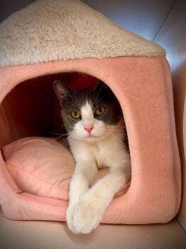 Greta Garbo -  Domestic Short Hair Cat for Adoption in Milton, Delaware - Greta Garbo | PetCurious