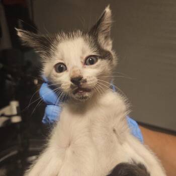 Tansy -  Domestic Short Hair Cat for Adoption in Danbury, Connecticut - Tansy | PetCurious
