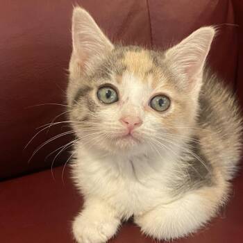 Notebook -  Domestic Short Hair Cat for Adoption in Lakewood, California - Notebook | PetCurious
