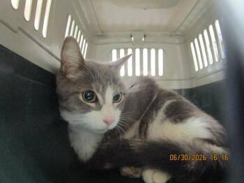 (696) -  Domestic Short Hair Cat for Adoption in Marietta, Georgia - (696) | PetCurious