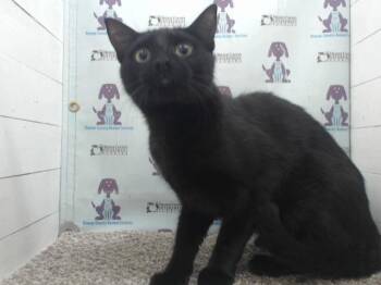 RED -  Domestic Short Hair Cat for Adoption in Orlando, Florida - RED | PetCurious