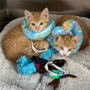 Phoenix Bonded to Orion -  Domestic Short Hair Cat for Adoption in Wilmington, Delaware - Phoenix Bonded To Orion | PetCurious