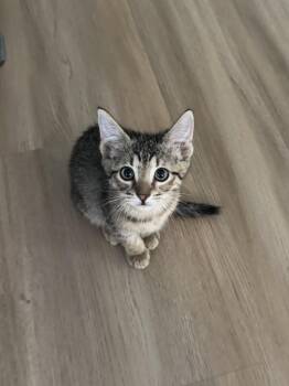 Coca Cola -  Tabby and Abyssinian Cat for Adoption in Austin, Texas - Coca Cola | PetCurious