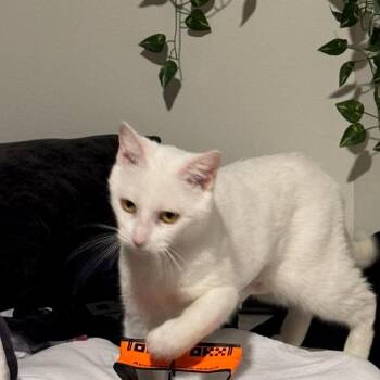 Stacy -  Domestic Short Hair Cat for Adoption in Madison, Wisconsin - Stacy | PetCurious