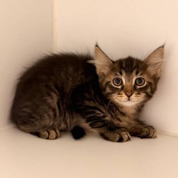 Gianna -  Domestic Medium Hair Cat for Adoption in Cumming, Georgia - Gianna | PetCurious