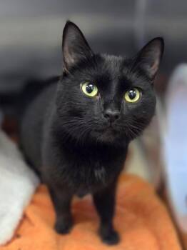 Domestic Short Hair Cats Available for Adoption in Westland, Michigan - Dreamweaver | PetCurious