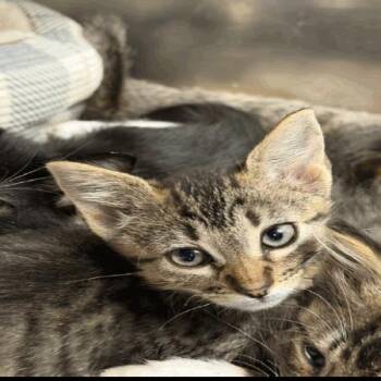 Meatball -  Domestic Short Hair Cat for Adoption in Buellton, California - Meatball | PetCurious
