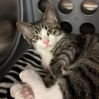 Maxine -  Domestic Short Hair Cat for Adoption in Keizer, Oregon - Maxine | PetCurious