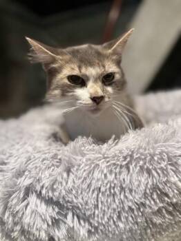 Domestic Long Hair and Domestic Short Hair Cats Available for Adoption in Berwick, Pennsylvania - Fruit Cake | PetCurious