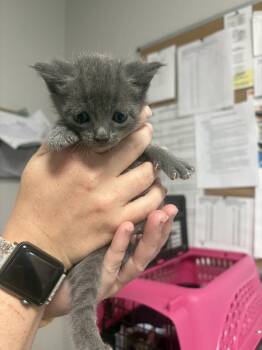 Alfalfa -  Domestic Short Hair Cat for Adoption in Bolivar, Missouri - Alfalfa | PetCurious