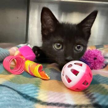 Sandbar 28525 -  Domestic Short Hair Cat for Adoption in Middleburg, Florida - Sandbar 28525 | PetCurious