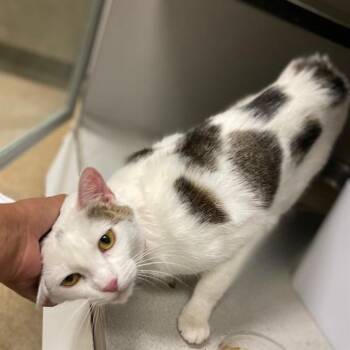 PIPPA -  Domestic Short Hair Cat for Adoption in Aurora, Colorado - PIPPA | PetCurious