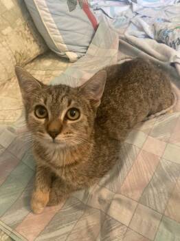Ghillies -  Domestic Short Hair Cat for Adoption in INDN HBR BCH, Florida - Ghillies | PetCurious