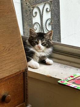 Wando -  Domestic Long Hair Cat for Adoption in Jersey City, New Jersey - Wando | PetCurious