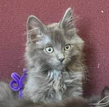 BOWSER -  Domestic Long Hair Cat for Adoption in Loveland, Colorado - BOWSER | PetCurious