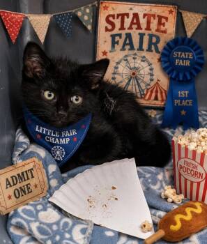 Banana -  Domestic Short Hair Cat for Adoption in Washington Court House, Ohio - Banana | PetCurious