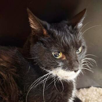 Paloma -  Domestic Short Hair Cat for Adoption in Las Vegas, Nevada - Paloma | PetCurious