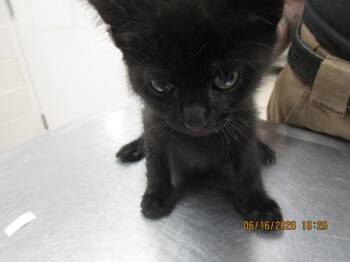 Mac(626) -  Domestic Short Hair Cat for Adoption in Marietta, Georgia - Mac(626) | PetCurious