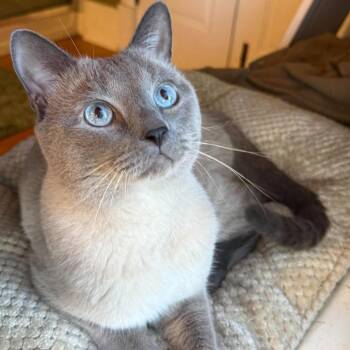 Boston -  Siamese Cat for Adoption in Plainfield, Illinois - Boston | PetCurious