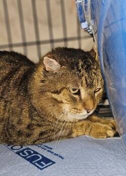 HEMMINGWAY -  Domestic Short Hair Cat for Adoption in Hamilton, Ontario - HEMMINGWAY | PetCurious