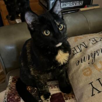 Helena -  Domestic Short Hair Cat for Adoption in Portland, Oregon - Helena | PetCurious