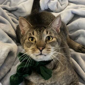 Rescue Domestic Short Hair Cats for Adoption in Lakewood, California - Chance | PetCurious