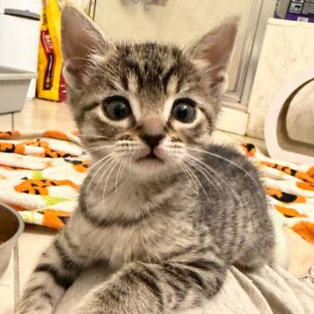 Insurance Underwriter 9 -  Domestic Short Hair Cat for Adoption in Austin, Texas - Insurance Underwriter 9 | PetCurious