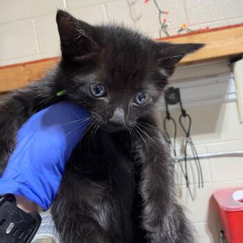 Aaron -  Domestic Short Hair Cat for Adoption in Milton, Florida - Aaron | PetCurious