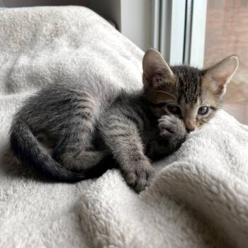 Unconditionally Loved 6 -  Domestic Short Hair Cat for Adoption in Austin, Texas - Unconditionally Loved 6 | PetCurious