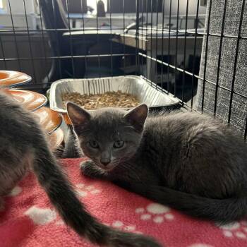 Rescue Domestic Short Hair Cats for Adoption in Leander, Texas - Cameron | PetCurious